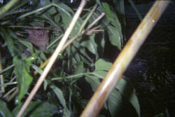 tarsier