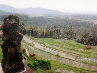 Bukit