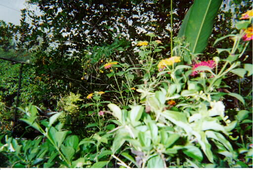 butterfly garden